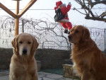 golden retreiver reglisse et balzac -