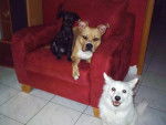 attila,blacky et gispy-am staff pinsher/york et spitz -
