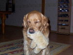 golden retreiver reglisse -