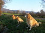 golden retreiver milton reglisse et balzac -
