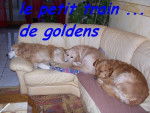 retreiver golden milton reglisse e t balzac -