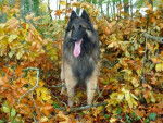 Berger belge Tervuren -