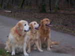 retreiver golden milton reglisse et balzac -