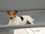 Arwenn Jack russel -