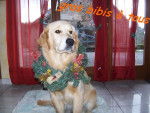 golden retreiver balzac -