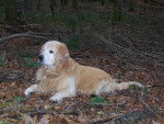 golden retreiver milton -