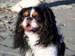 cavalier king charles Bianca -