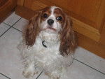 CAVALIER KING CHARLES BLENHEIM -