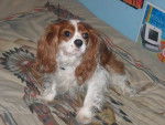CAVALIER KING CHARLES BLENHEIM -