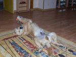 golden retreiver balzac -