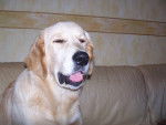 golden retreiver -