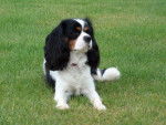 cavalier king charles -----TOM -