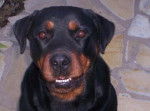 rottweiller -