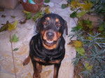 rottweiller -