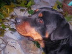rottweiller -