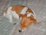 jack russel athena -
