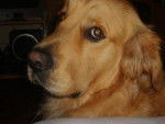 golden retreiver luky -