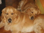 golden retreiver luky et théa -