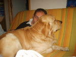 golden retreiver luky -