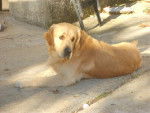 golden retreiver luky -