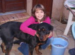 rottweiller -