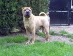 shar pei .ténor du thé de chine -