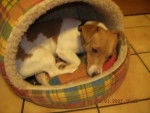 jack russel athena -