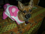 pinscher -
