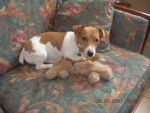 jack russel athena -