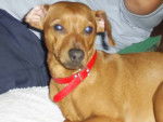 pinscher -