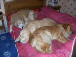 golden retreiver le trio mimi reg et balzac -