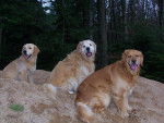 golden retreiver mimi reg et balzac -