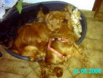 CAVALIERS KING CHARLES -