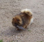 Spitz Allemand : Aidi de L'arche de Noé de Vieille Vigne -