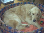 golden retriver velvet -