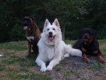 Boxer, Berger Blanc, Rottweiler -