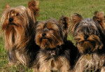 chien yorkshire ( loona,vince et birka) -