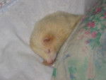 furet albinos - FUTÉ -