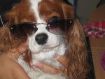 VALENTINE . CAVALIER KING CHARLES -