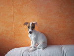 jack russel buzz -