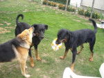 berger allemand et beaucerons -