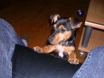 O'neil jack russel/pinsher -