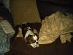 cavalier king charles - Toutie -