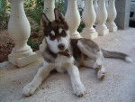 SIBERAIN HUSKY -