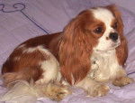 cavalier king charles L&eacute;o -