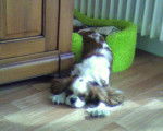 cavalier king charles L&eacute;o -