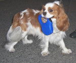 cavalier king charles L&eacute;o -