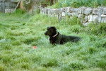 croisélabrador,beauceron. Blutch -