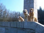 golden retreiver encore le trio -