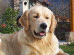 golden retreiver balzac -